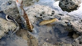 Bakasi hunting, Umang dagat mabisang pamain nang BAKASI