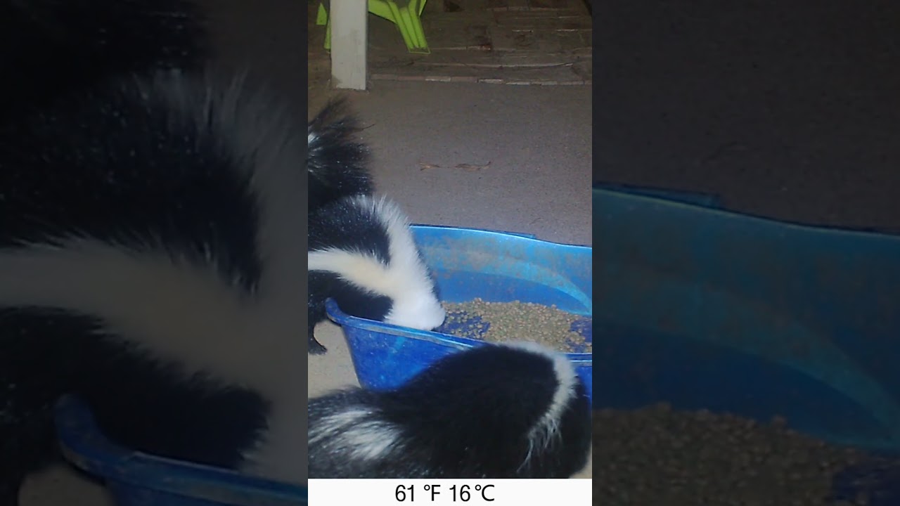 Trail Camera Two Skunks in my Cat Food Dish #8