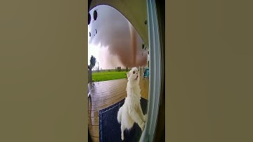 CCTV Captures Cat’s Desperate Plea Before the Tornado Arrives