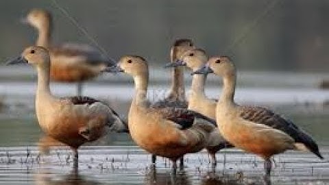 Beautiful Juvenile Lesser Whistling Ducks, Their Sounds || Kukkarahalli Lake Mysore