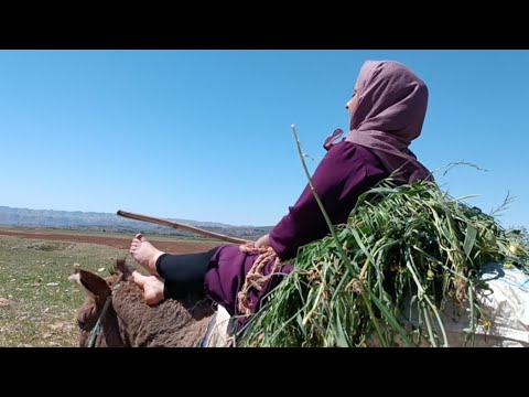 Daily life and riding of nomadic women: strength and endurance against challenges 🏕