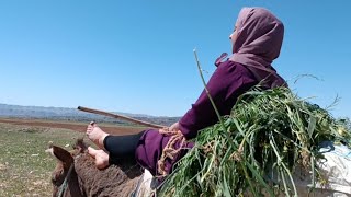 Daily Life And Riding Of Nomadic Women Strength And Endurance Against Challenges 