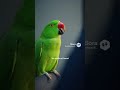 Parrot Declares Snack Emergency in Police Station 🦜😂 | Funny Bird Shorts #funny#fyp