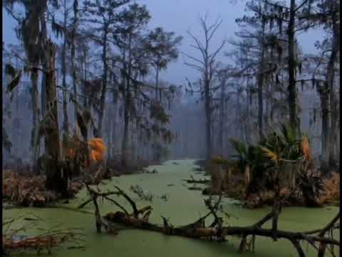 Самые большие болота в мире. Топ-10. The largest swamps in the world. Top 10.