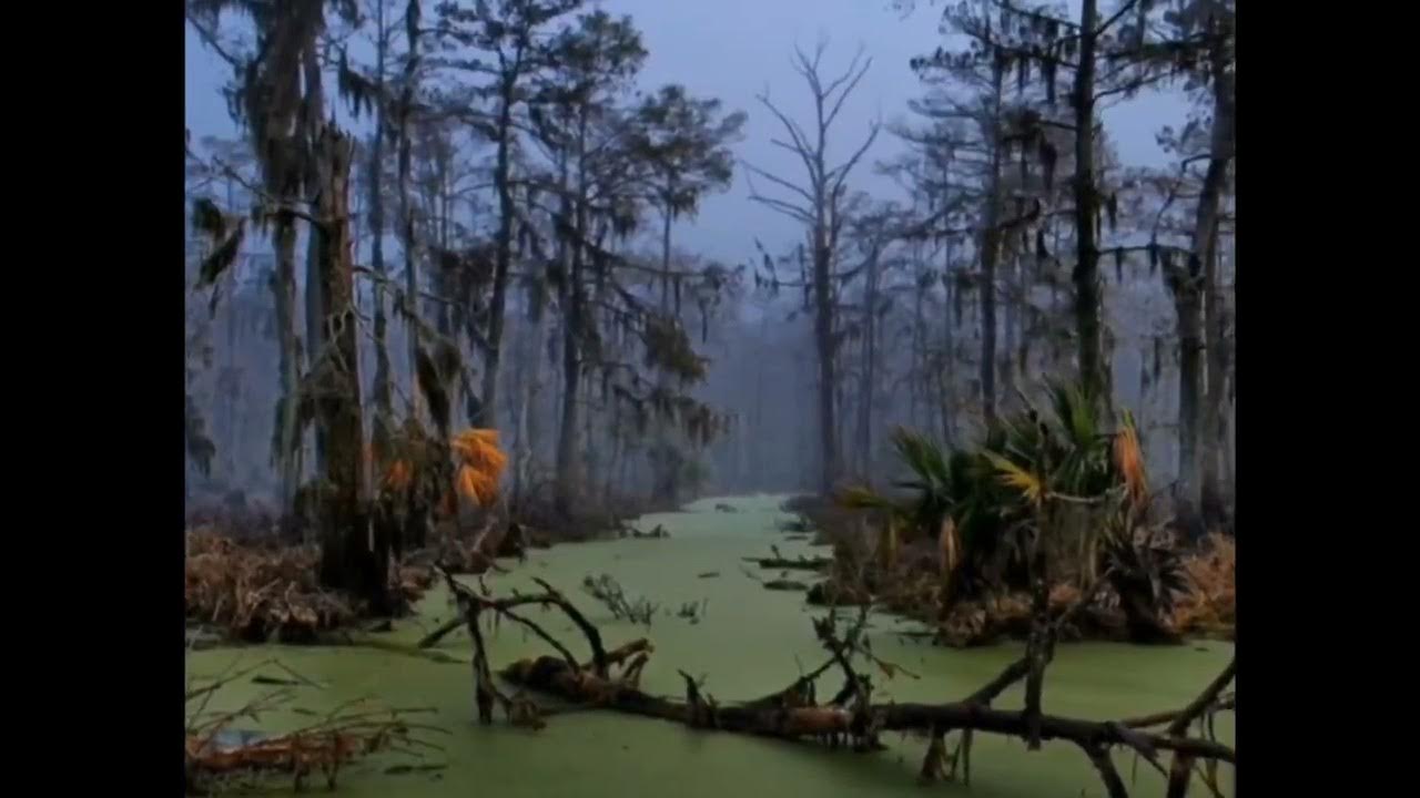 Самые большие болота в мире. Топ10. The largest swamps in the world