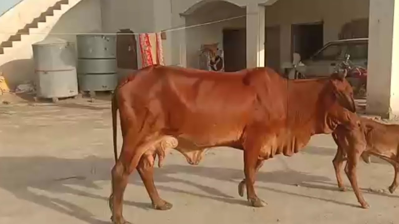 Low cost sahiwal cow for sale in pakistan