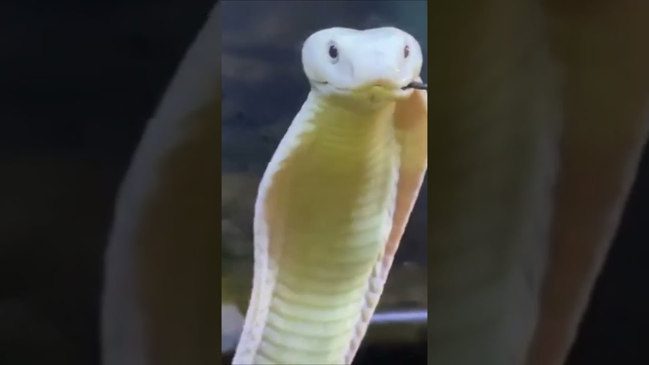 Cobra Rei devorando outra cobra | Shorts | Biólogo Henrique