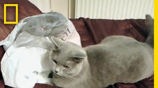 まったりタイムでも油断は大敵 | バ科学
