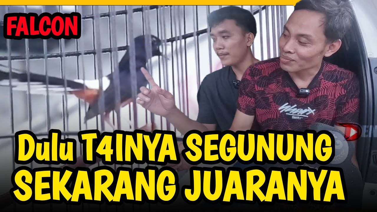 RAWATAN MURAI YG NYARIS KALAHKAN SINGO EDAN ‼️ MURAI FALCON Burung Rumahan Yg Diabaikan