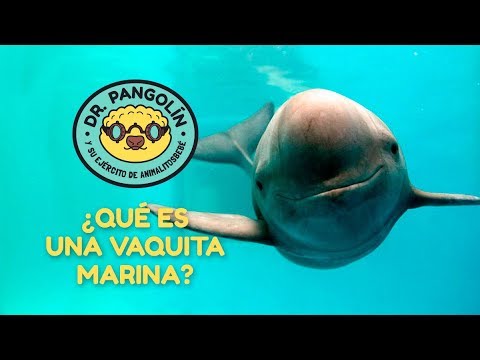 Vaquita marina - Dr. Pangolín y su Ejército de Animalitosbebé