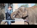 О передаче слоненка Эколь  из Ростовского-на-Дону зоопарка в Большой Московский цирк #СпасиЭколь