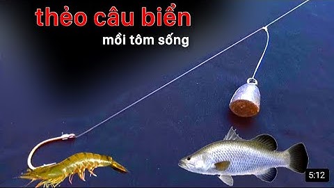 Làm thẻo câu cá biển . Thẻo câu mồi tôm sống . Câu cá mú , cá vược , hanh , hồng | FISHINGHOOK •
