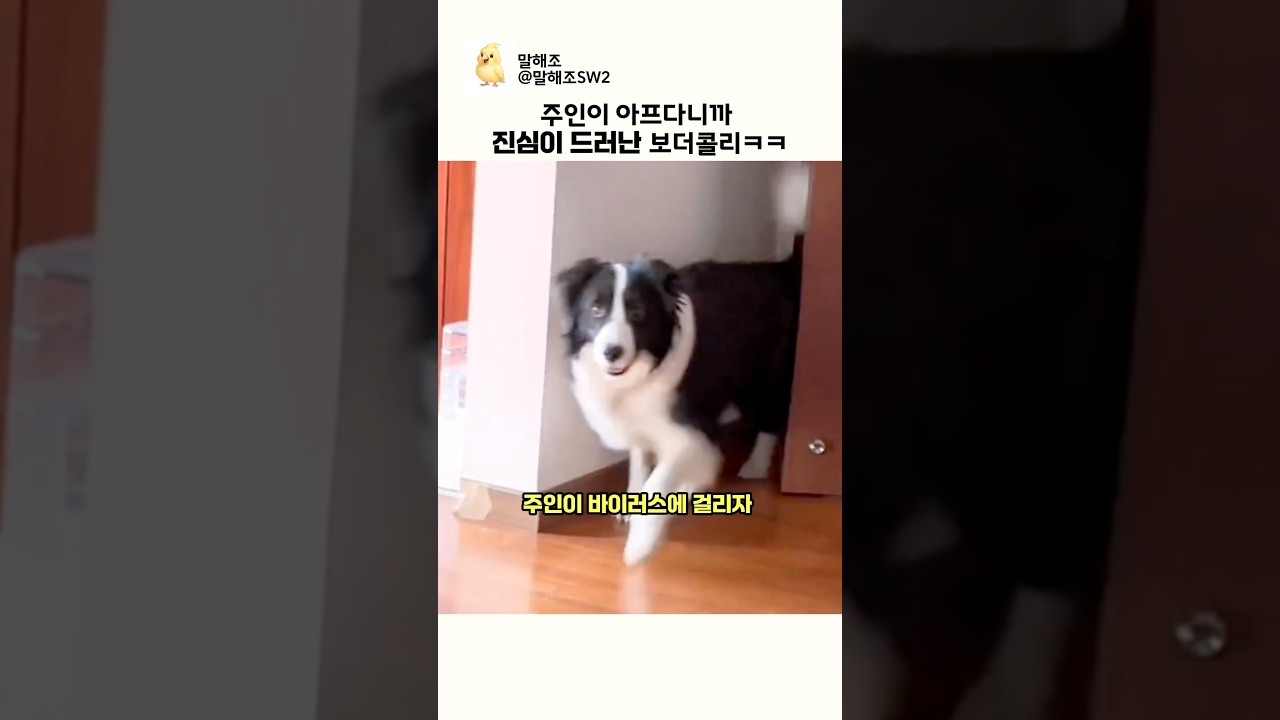 주인이 아프다니까 진심이 드러난 보더콜리ㅋㅋ