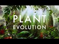 Plant evolution life from light  wildlife tribute