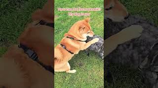 How Can I Be Homophobic? My Dog Is Gay