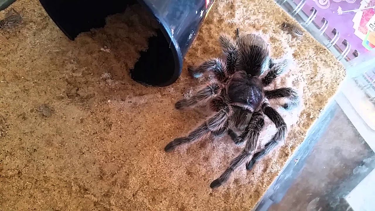 My 19 Year Old Chilean Rose Hair Tarantula Youtube