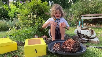 Native Bees - Splitting, transplanting and harvesting honey
