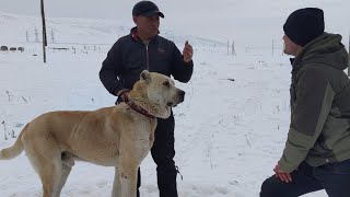 видео: В гостях у собаковода Армена из Армении картинка: В гостях у собаковода Армена из Армении