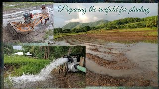 Preparing The Ricefield For Planting