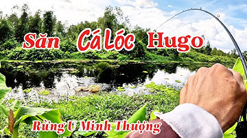 Câu cá lóc rừng U Minh Thượng// cảo hugo sướng tay (tập 186) #@huukhuynhkiengiang