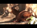 Mountain Bongo Dancing Ears And Tail Keep The Flies Away Mountain Bongo From Africa Mountain Bongo Dancing Ears And Tail Keep The Flies Away Mountain Bongo From Africa