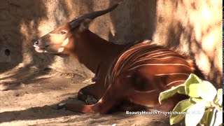 . Mountain Bongo: Dancing Ears and tail keep the flies away: Mountain Bongo from Africa