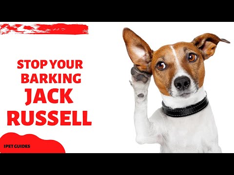วีดีโอ: 5 เคล็ดลับในการหยุด Jack Russell Terrier ของคุณจากการขุด