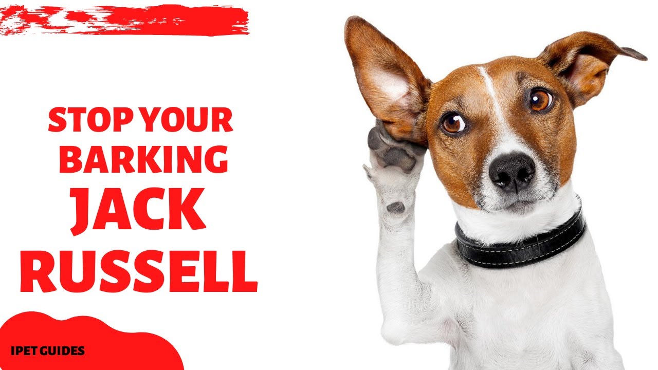 Do Jack Russell Terrier Bark A Lot? [Helpful Tips To Stop The Barking]