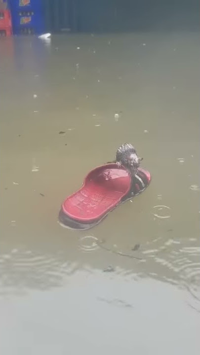 Tikus kena banjir