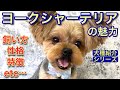 ヨーキーの飼い方や豆知識のお話/犬種紹介シリーズ【№143】