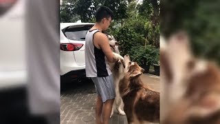 Big Dogs Can Stand And Kiss Their Humans