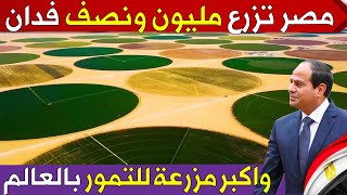 مصر تزرع مليون ونصف فدان وتنفذ اكبر مزرعة للتمور فى العالم 🇪🇬
