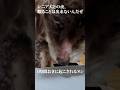シニア犬との夜、眠ることは出来ないんだぜ | 16歳トイプー #shorts #トイプードル #toypoodle #シニア犬
