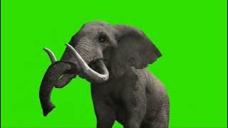 green screen gajah