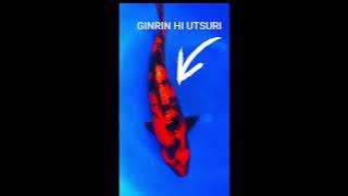Noboy Knows this Rarest Koi fish variety Ginrin Hi Utsuri