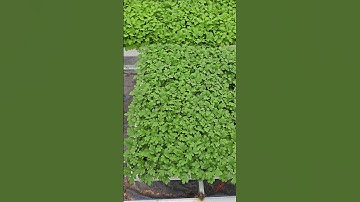 Cúc pico mini tết 2026 #cucpico #caygiongcucpico #caygiong #hoatet