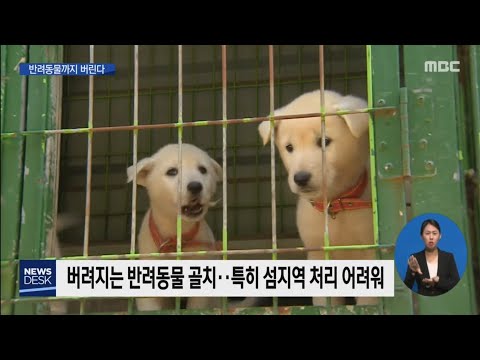 섬에 반려동물까지 버리는 양심[목포MBC뉴스데스크]