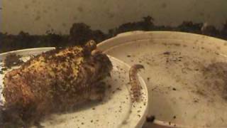 Pacman Frog Vs Superworms