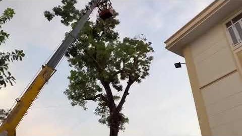 Cắt tỉa cây xà cừ p3