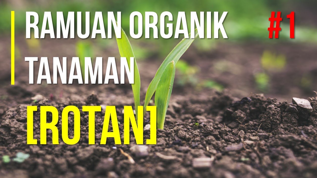 Cara Membuat Ramuan Organik Tanaman (Rotan) oleh DR. Maman Nurzaman alias Ayah Manjel