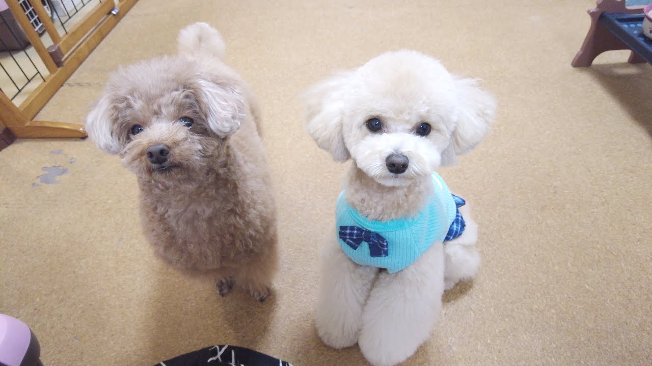 1歳1ヶ月の妹犬が今年初めてのトリミングでチアリーダーになって帰っ