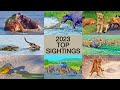 The best animal sightings of 2023