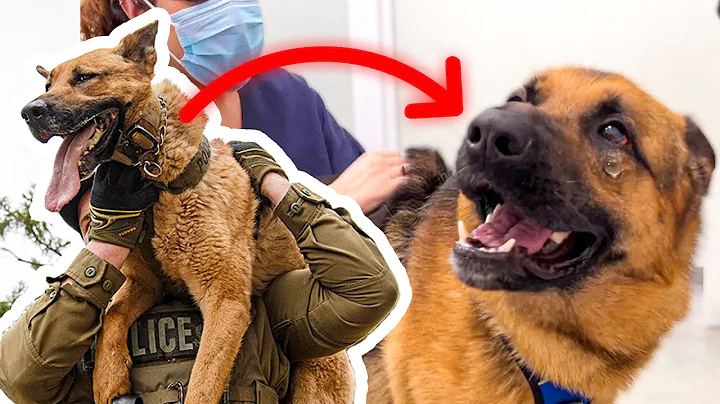 Police Dogs Are Also Afraid Of The VET 🤣  Funny Dog Video