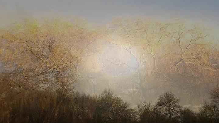 Song of the Trees - Amanda Stuart