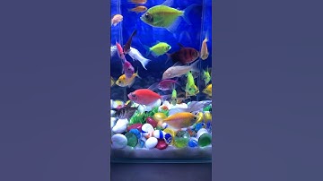 Fish / Cá Vàng/ Cá Cánh Buồm #aquarium #cadep #cávàng #concá