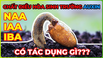 Chất điều hòa sinh trưởng NAA, IAA | Hormon thực vật Auxin | Kích rễ và sinh trưởng cây trồng!!!