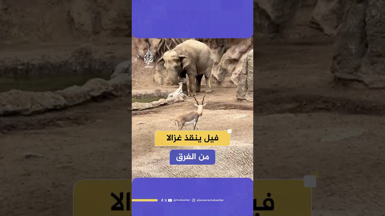 فيل ضخم ينقذ غزالا صغيرا من الغرق في بركة مياه داخل حديقة للحيوانات في غواتيمالا