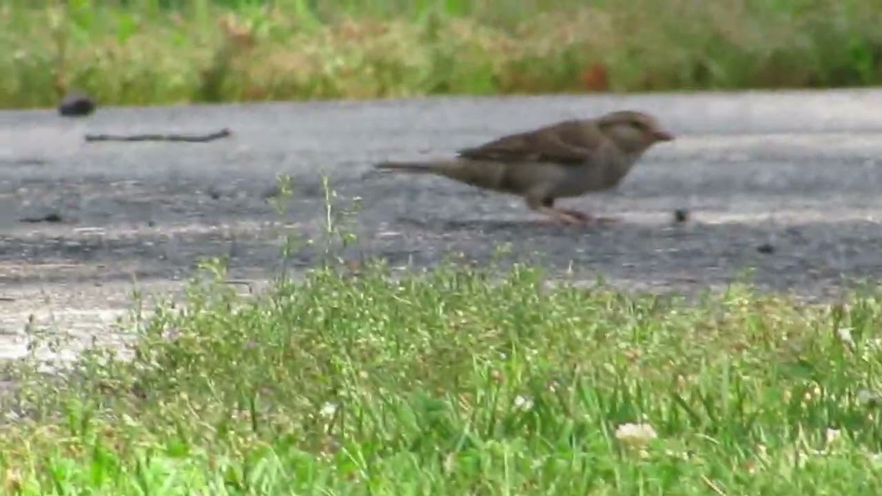 House Sparrow: Female