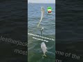 Look, but DON’T Touch! 🚫🐟#fishid #baitfish #fishinglife #oceanlife #venomous #angler