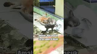 Amalan agar masuk Surga tanpa di hisab #shortsvideo #ceramah #quotes #amalan #surga